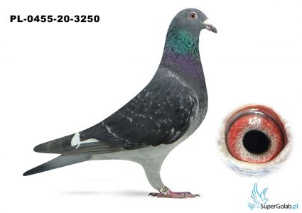 PL-0455-20-3250 Org. Centrum Hodowlane Europa 