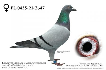 PL-0455-21-3647 - oryg. CH Europa - szczególnie dobry na wspólne gołębniki