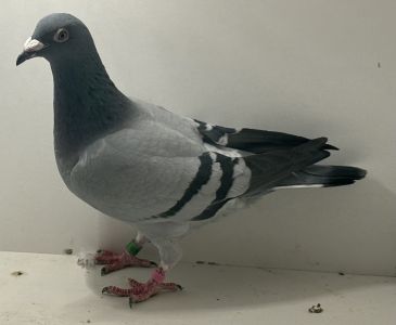 PL-0455-23-1581 - oryg. Centrum Hodowlane Europa (Schaerlaeckens) - samica