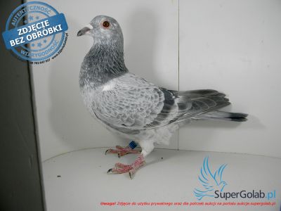 PL-0456-21-13515 - linia Pitbula x linia Olympic Kittel