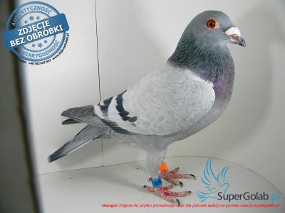 PL-0456-21-13520 - linia Kittla i Het Superke