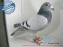 PL-0456-21-13520 - linia Kittla i Het Superke