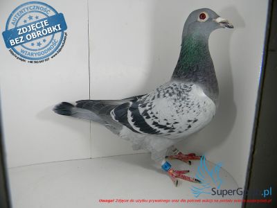 PL-0456-21-7886 - 100% IKD Łepuch - linia Vosa 94 i Harleya