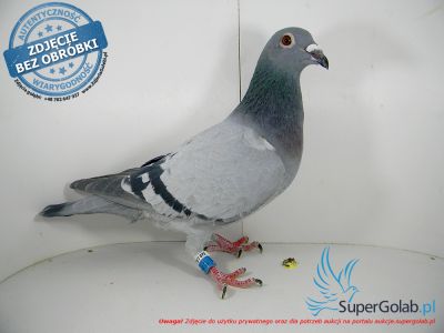 PL-0456-21-7897 - linia Pitbula x linia Olympic Kittel