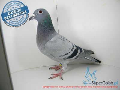 PL-0456-21-7899 - syn Dwójki x inbred Playboy (linia Vos 94)