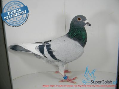 PL-0456-21-7899 - syn Dwójki x inbred Playboy (linia Vos 94)