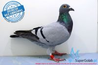 PL-0458-17-4602