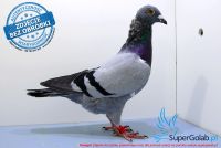 PL-0458-17-4611