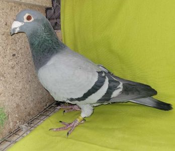 PL-0458-19-1643 ORG. K. i Ł. WITEK