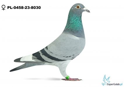 PL-0458-23-8030