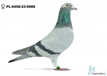 PL-0458-23-9986