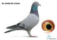 PL-0459-25-13241 100% B. Stevennick