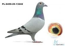 PL-0459-25-13242  inbred ojca DAKARA, półsiostra 1804HW  9/9 konk  powyżej 700 km