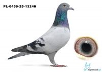 PL-0459-25-13246 inbred MITU vercammen