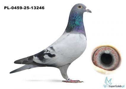 PL-0459-25-13246 inbred MITU vercammen