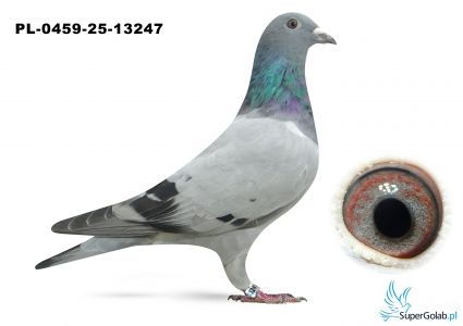 PL-0459-25-13247 inbred DAKAR 