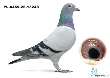 PL-0459-25-13248  inbred DAKAR 