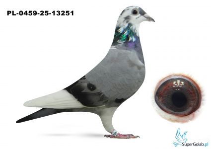 PL-0459-25-13251  inbred na EURO DIAMOND