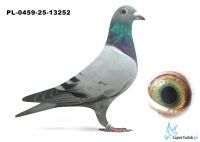 PL-0459-25-13252 inbred EURO DIAMOND