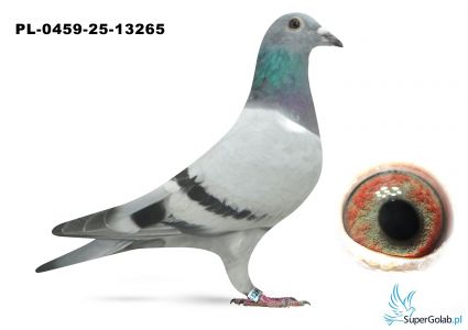 PL-0459-25-13265 de Rauw Sablon