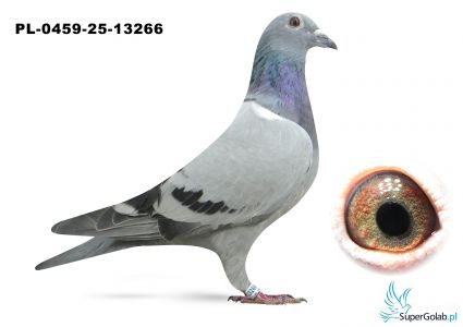 PL-0459-25-13266 de Rauw Sablon