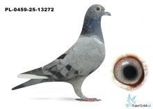 PL_0459-25-13272 100% Benny Steveninck