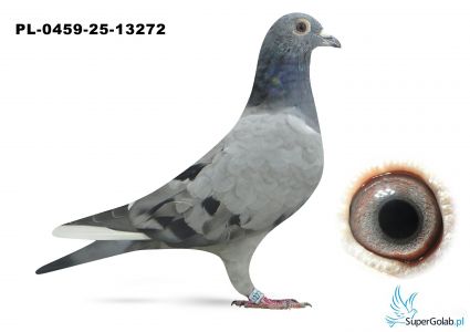 PL_0459-25-13272 100% Benny Steveninck