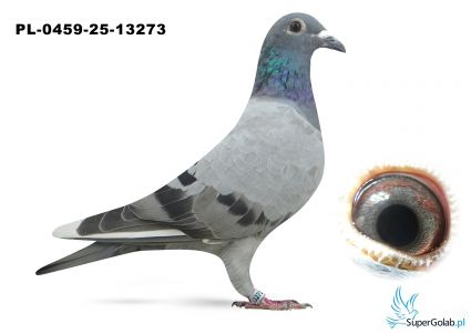 PL-0459-25-13273 inbred DAKAR (podwójny wnuk)