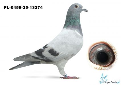 PL-0459-25-13274 inbred DAKAR (podwójny wnuk)