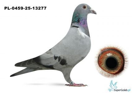 PL-0459-25-13277  w rodowodzie gołębie Klassa, MERCEDES 