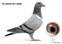 PL-0459-25-13280 inbred COMA DAKAR