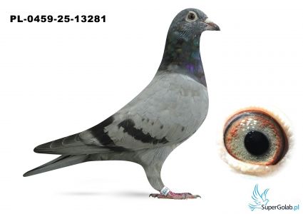 PL-0459-25-13281 inbred DAKAR 