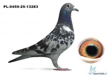 PL-0459-25-13283  OLimpiade 003 x  KANNIBAL