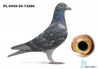 PL-0459-25-13286 inbred MITU Vercammen