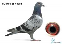 PL-0459-25-13288