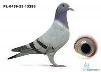 PL-0459-25-13289  inbred DAKAR (podwójny wnuk)
