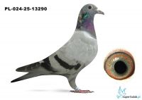 PL-0459-25-13290 inbreed DAKAR (podwójny wnuk)