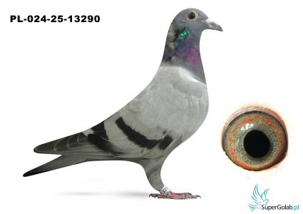 PL-0459-25-13290 inbreed DAKAR (podwójny wnuk)