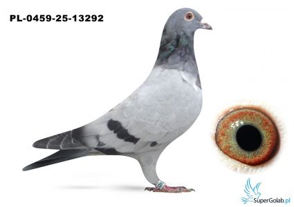 PL-0459-25-13292 inbred MERCEDES
