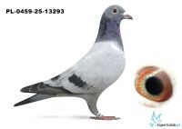 PL-0459-25-13293 inbred MERCEDES
