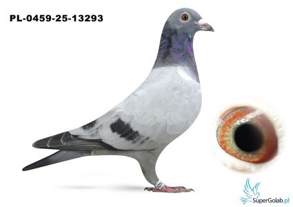 PL-0459-25-13293 inbred MERCEDES