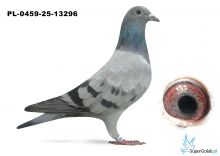 PL-0459-25-13296 inbred PORSCHE911