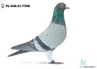 PL-046-21-7598