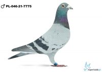 PL-046-21-7775
