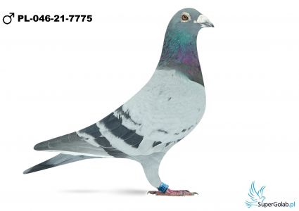 PL-046-21-7775