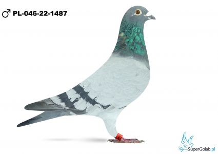 PL-046-22-1487