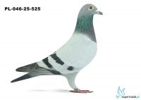 PL-046-25-525 8. OKRĘG CZĘSTOCHOWA 