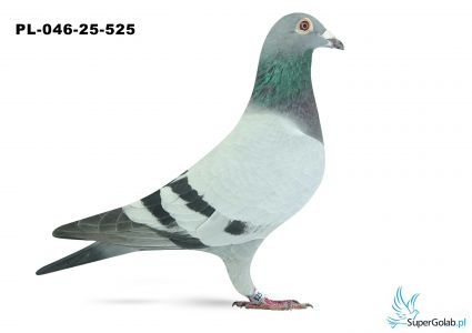 PL-046-25-525 8. OKRĘG CZĘSTOCHOWA 