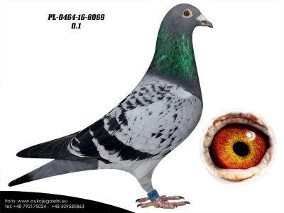 PL-0464-16-8069 TOP SAMICA