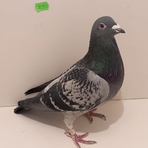 PL-0464-20-3095 100% Drapa, Inb. Konig x Konigin po org.